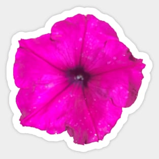 Magenta Petunia Sticker